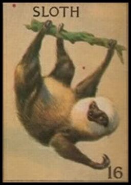 16 Sloth